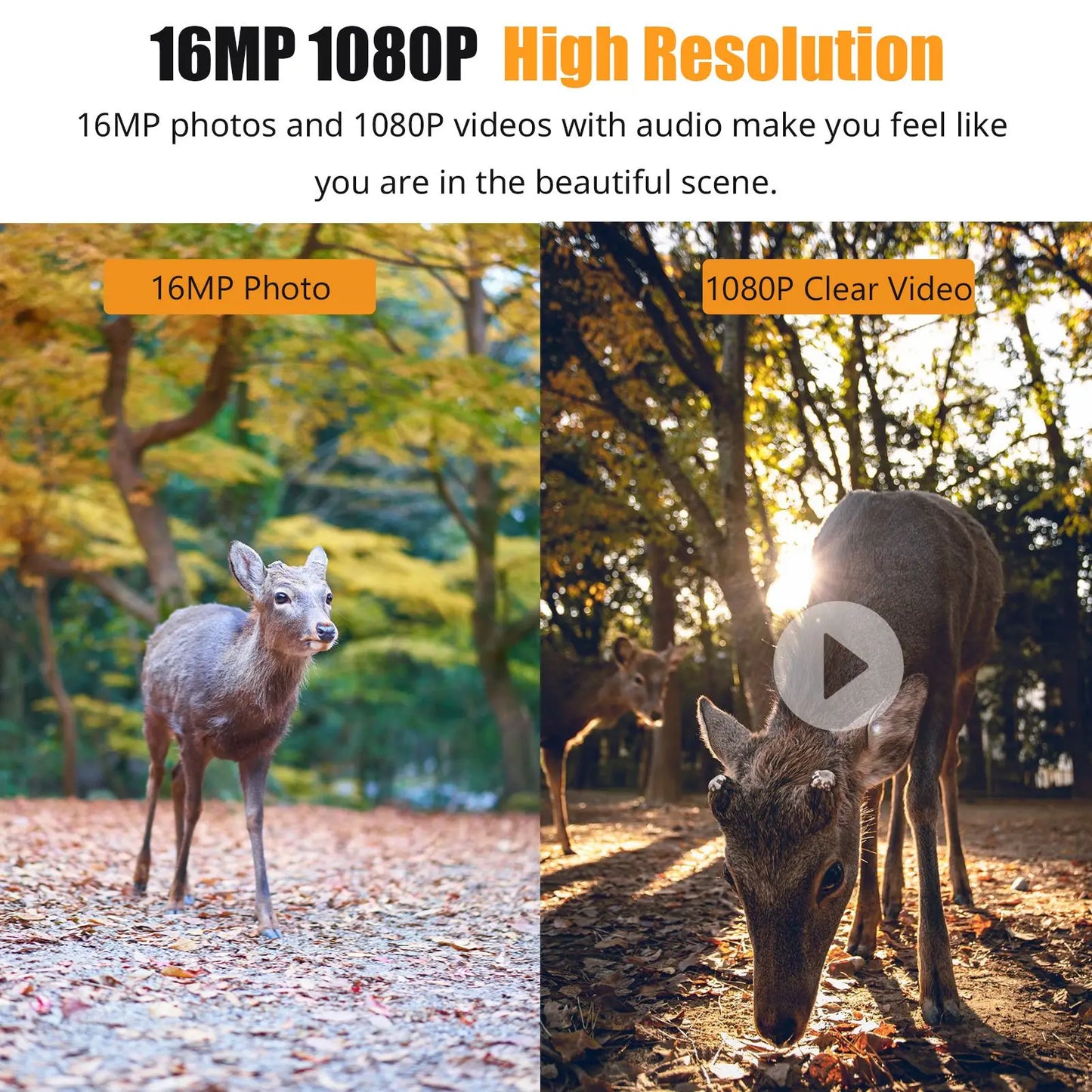 1080P Infrared Night Vision Waterproof Trail Camera